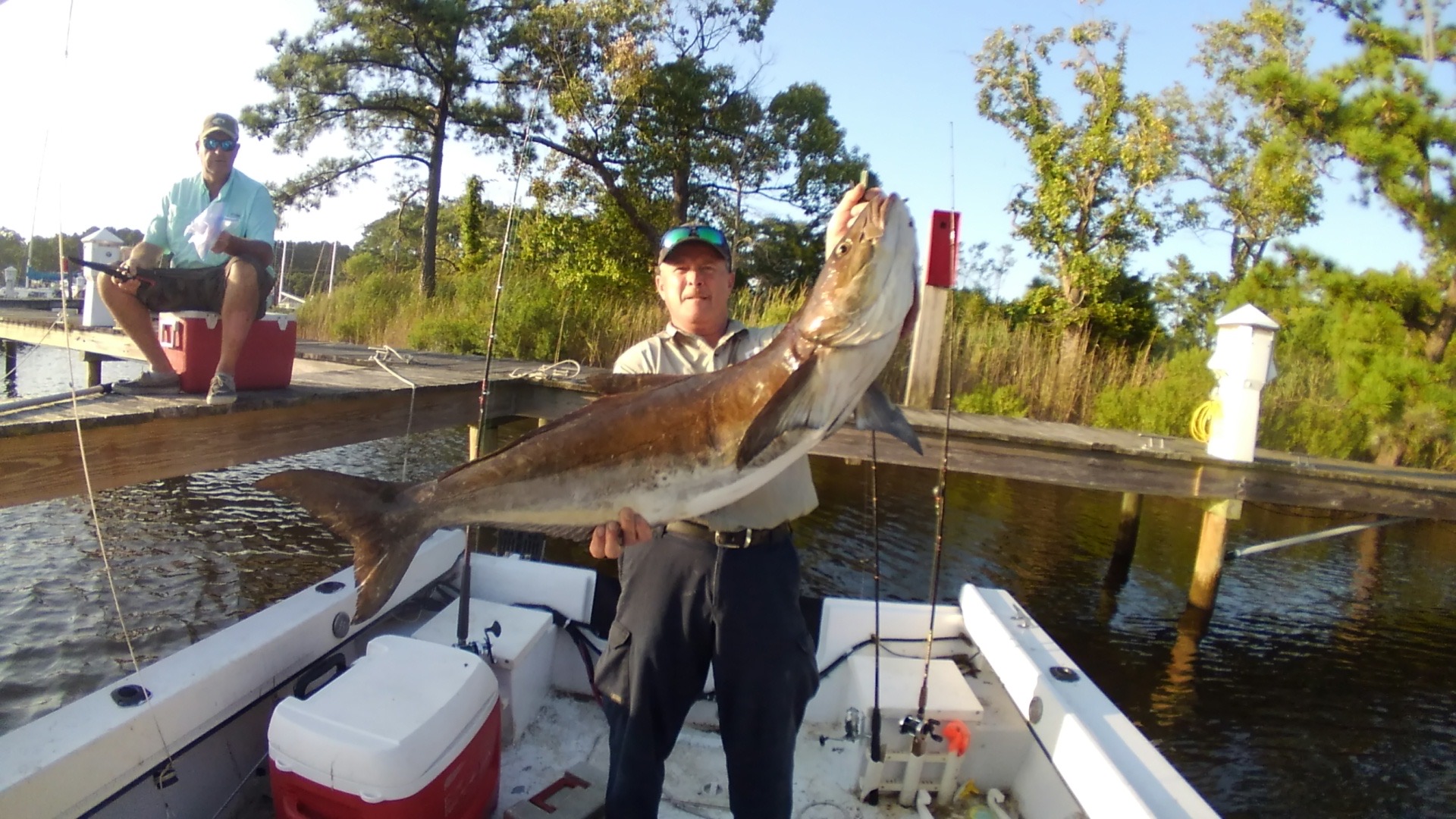 Northern Neck Fishing Report Cobia Citation